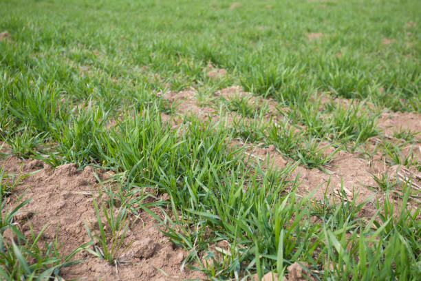 istock Planted wheat agriculture field in early springtime. Close up. 655019980