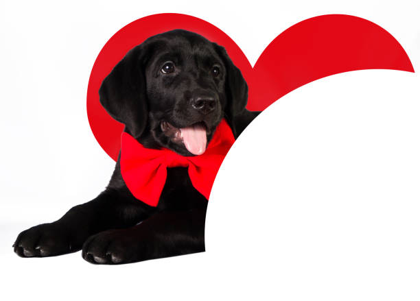 istock dog in love with a red heart and place for text 655023162