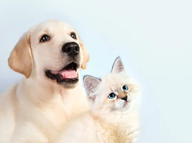 Cat and dog together, neva masquerade kitten, golden retriever looks at right.