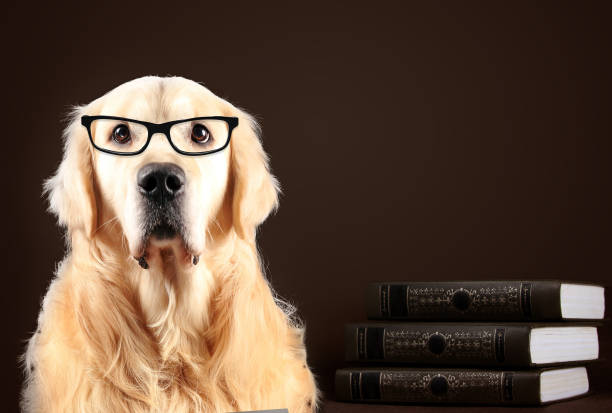 cane golden retriever in occhiali seduti su sfondo nero con libri - dog education holding animal foto e immagini stock