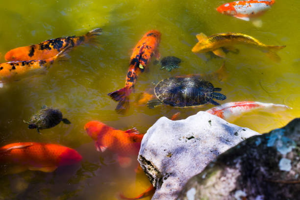 istock Gold fishes. 655023466