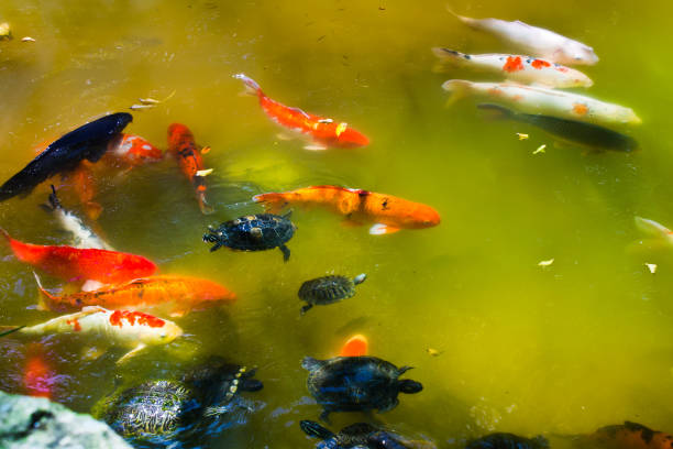 istock Gold fishes. 655023468