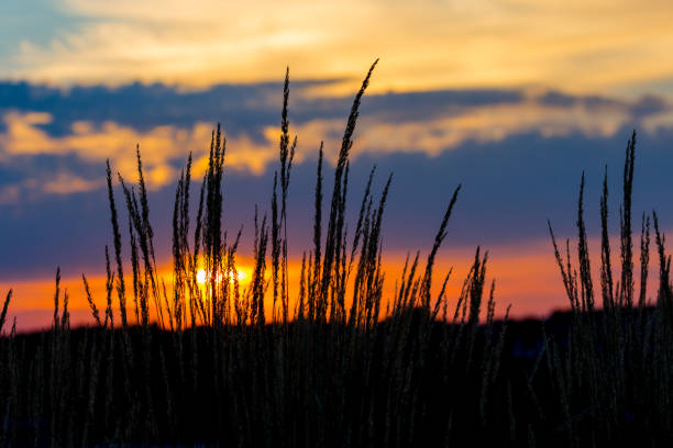 istock Colorful sunset with silhouette of tall grass 655023716