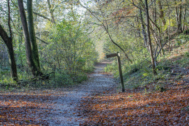 istock A sign in the woods 655026050