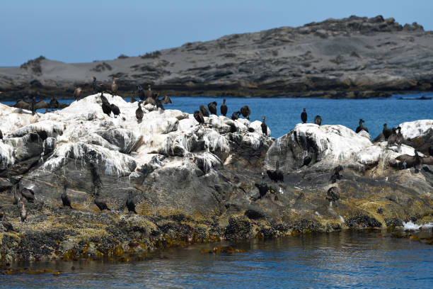 istock Cape cormorants on the rocks 655026206
