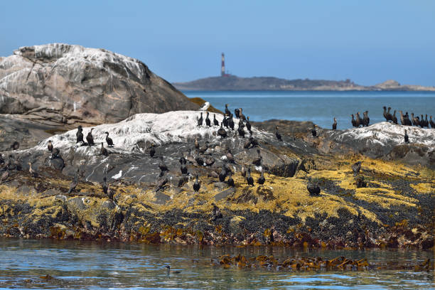 istock Cape cormorants on the rocks 655026208