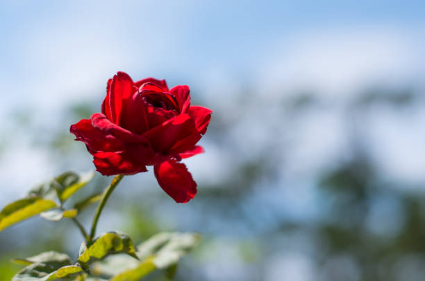 istock Close up Red rose on blue sky background 655026278
