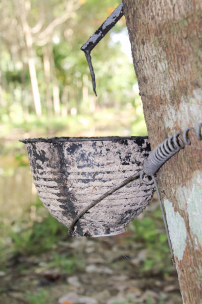 istock Cup for rubber latex in the rubber tree plantation 655026654