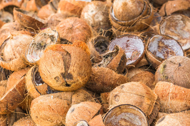 istock Pile of discarded coconut shells 655027326