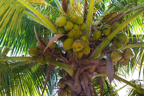 istock Palm trees in Miami Beach. 655027972