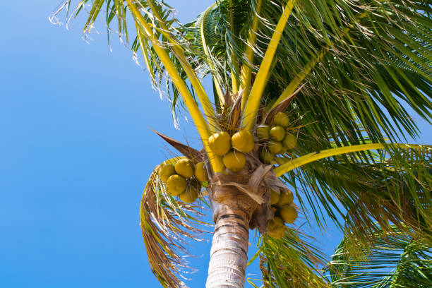 istock Palm trees in Miami Beach. 655028000