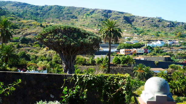 istock Tenerife, Canary Islands, Spain 655032388