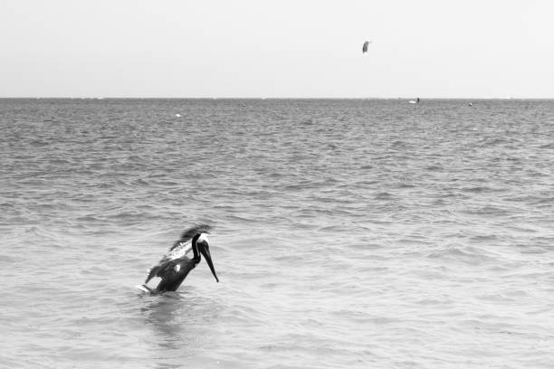 istock Pelican on the Southern beach in Miami Beach. 655033928