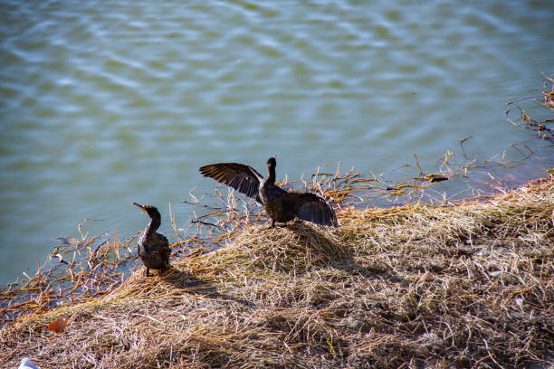 Group of cormorants standing at Arno, Florence.