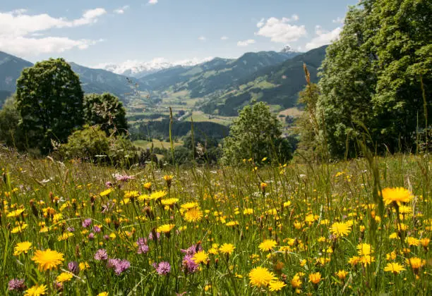 flowering meadow in the Tyrolean alps in Austria