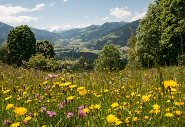 цветущий луг в тирольских альпах в австрии - hawkbit стоковые фото и изображения