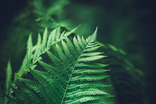 helecho verde - fern leaf plant close up fotografías e imágenes de stock