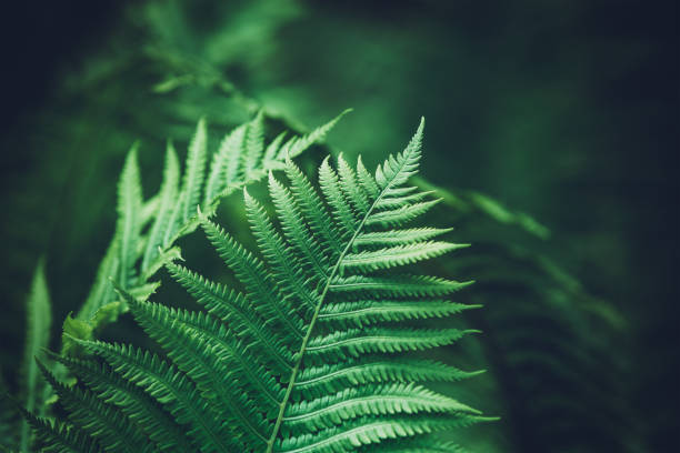 Green Fern Close-up shot of fern leaves. fern stock pictures, royalty-free photos & images