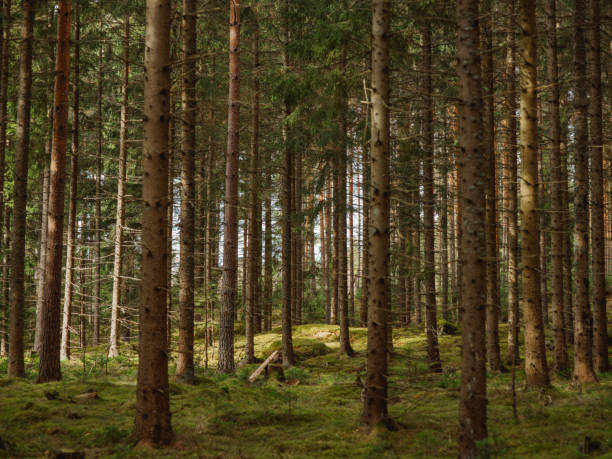 istock Spring nature landscape in the woods 655052848