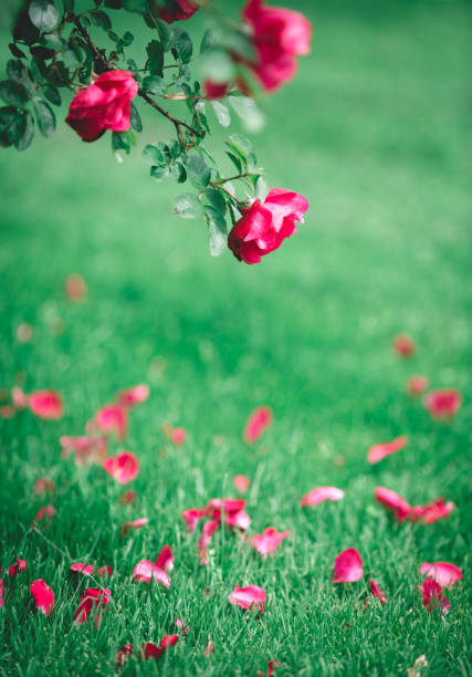 Pink rose petals lying on the ground in a park.