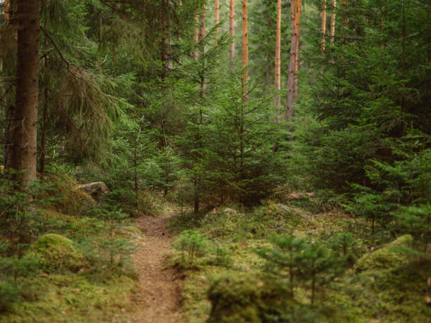 Spring nature landscape in Sweden
