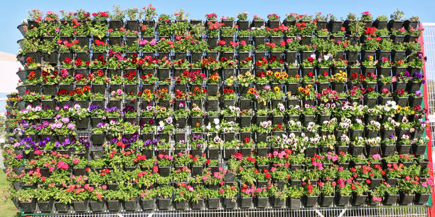 istock Beautiful flowers blooming in flowerpots 655053532