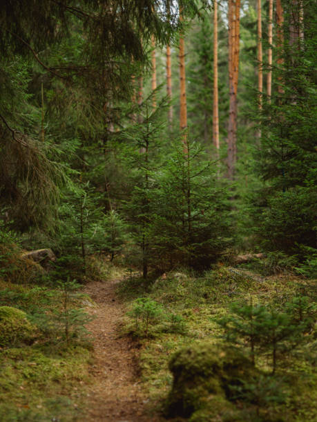 istock Spring nature landscape in the woods 655053566