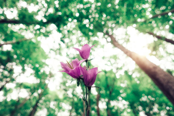 dziki kwiat w zielonym lesie - wildflower lush foliage outdoors campanula zdjęcia i obrazy z banku zdjęć