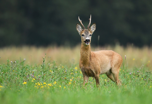 Male Roe deer
