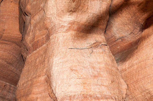 istock Canyon de Chelly, National Monument, Arizona 655057564