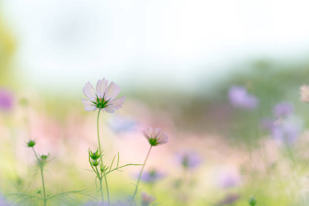 istock Cosmos flower with old lens 655060606