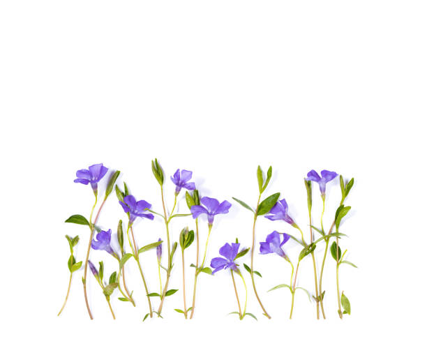 istock greeting card periwinkle flowers 655061128