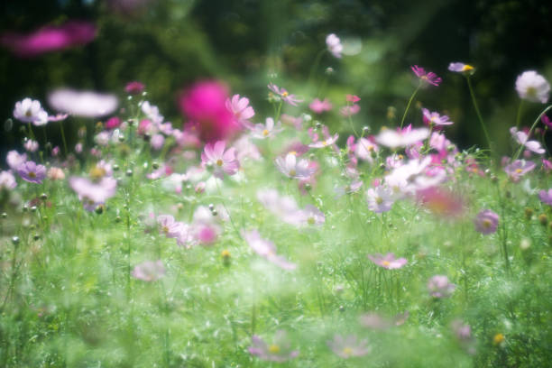 istock Cosmos flower with old lens 655070108