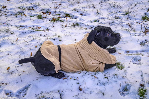 istock Black puppy in sweater lying on snow 655072500