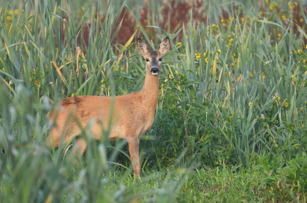 Spring Dear 1,000+ Roebuck Deer Spring Stock Photos, Pictures & Royalty-Free Images ...