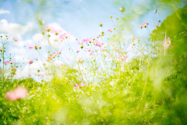 istock Cosmos flower with old lens 655077490