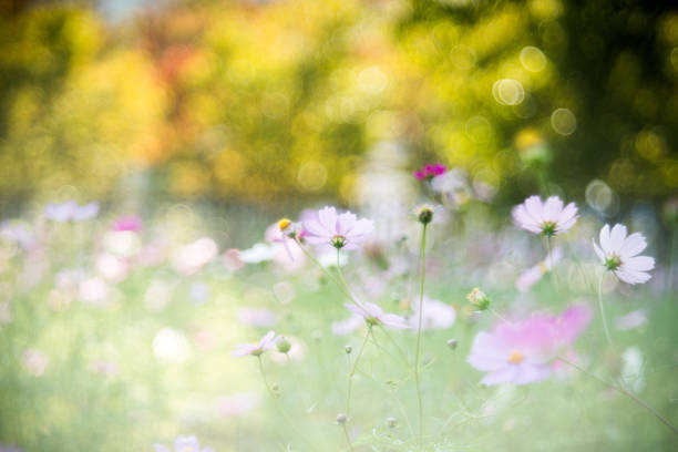 Colorful cosmos with fresh leaves