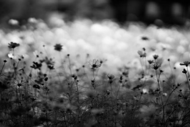 istock Cosmos flower with old lens 655081050
