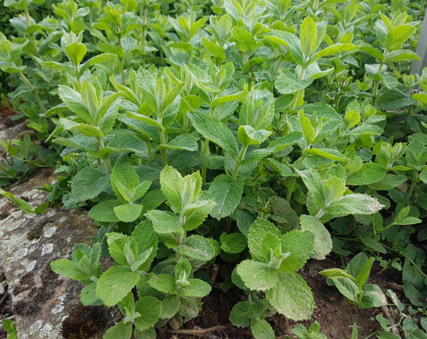 apple as; mentha - mentha rotundifolia foto e immagini stock