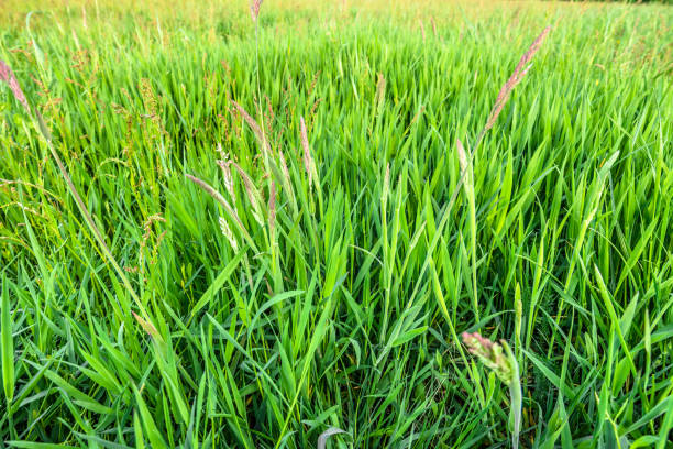 istock Fresh green grass, close-up, growth on spring meadow, background 655081530