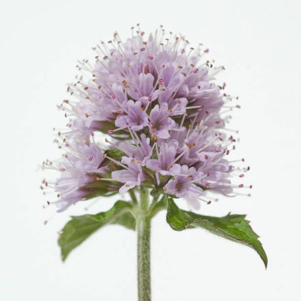 mentha aquatica; menta d'acqua - mentha rotundifolia foto e immagini stock