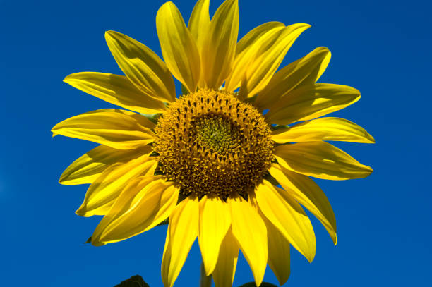 istock Sunflower; Helianthus, annuus 655088300