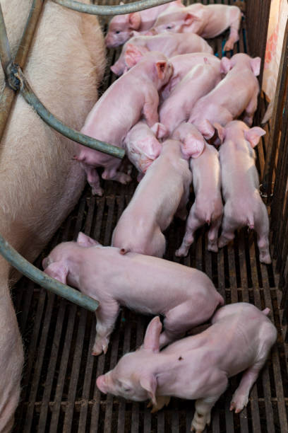 istock Newborn piglet lying huddling together for warmth. 655088614