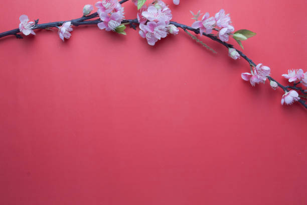 istock Pink plum blossom on red background. 655088680