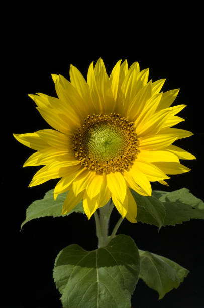 istock Sunflower; Helianthus, annuus 655088934