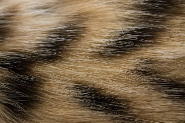 striped background of cat fur