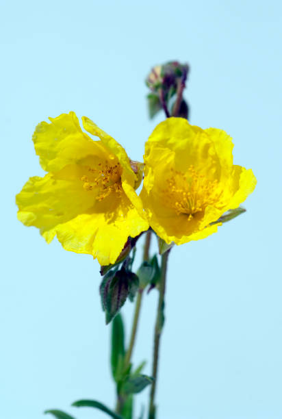 Sun Roeschen; Helianthemum nummularium;