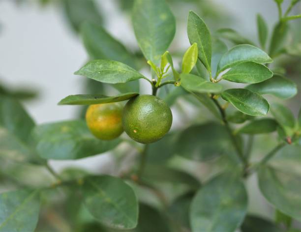 istock Kumquat Citrus Japonica Fruit On Tree 655094616
