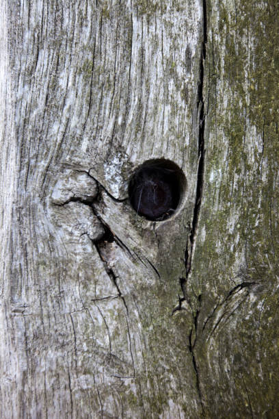 istock Full frame shot of tree trunk with hole 655097660