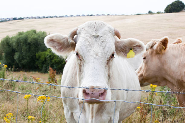 istock Country Lane in British Countryside 655097754